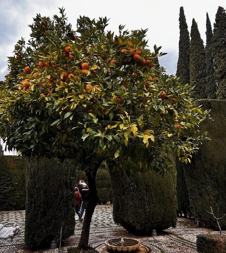 アルハンブラ宮殿のヘネラリーフェ離宮にも植えられていたオレンジ
